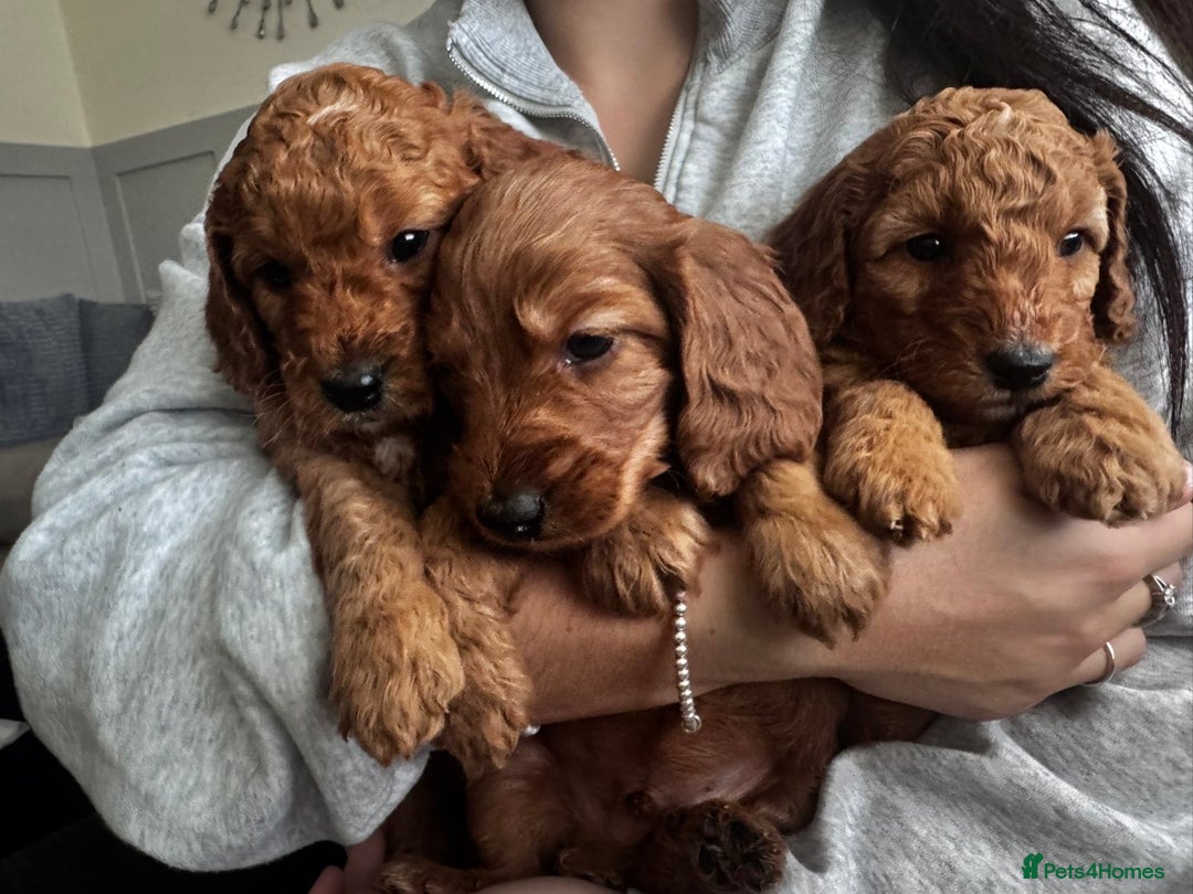 Cockapoo dogs for sale: Adorable F1B puppies born weekly pictures progress - Image 13