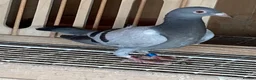 Pigeons birds for sale: 6 2026 young birds - Advert 5