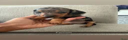 Miniature Dachshund dogs for sale: Stunning Miniature Dachshunds  - Advert 12