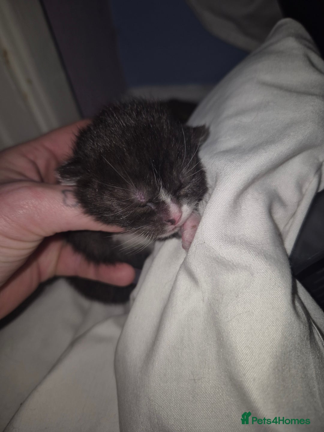 Domestic Shorthair cats for sale: 5 precious kittens - Advert 7