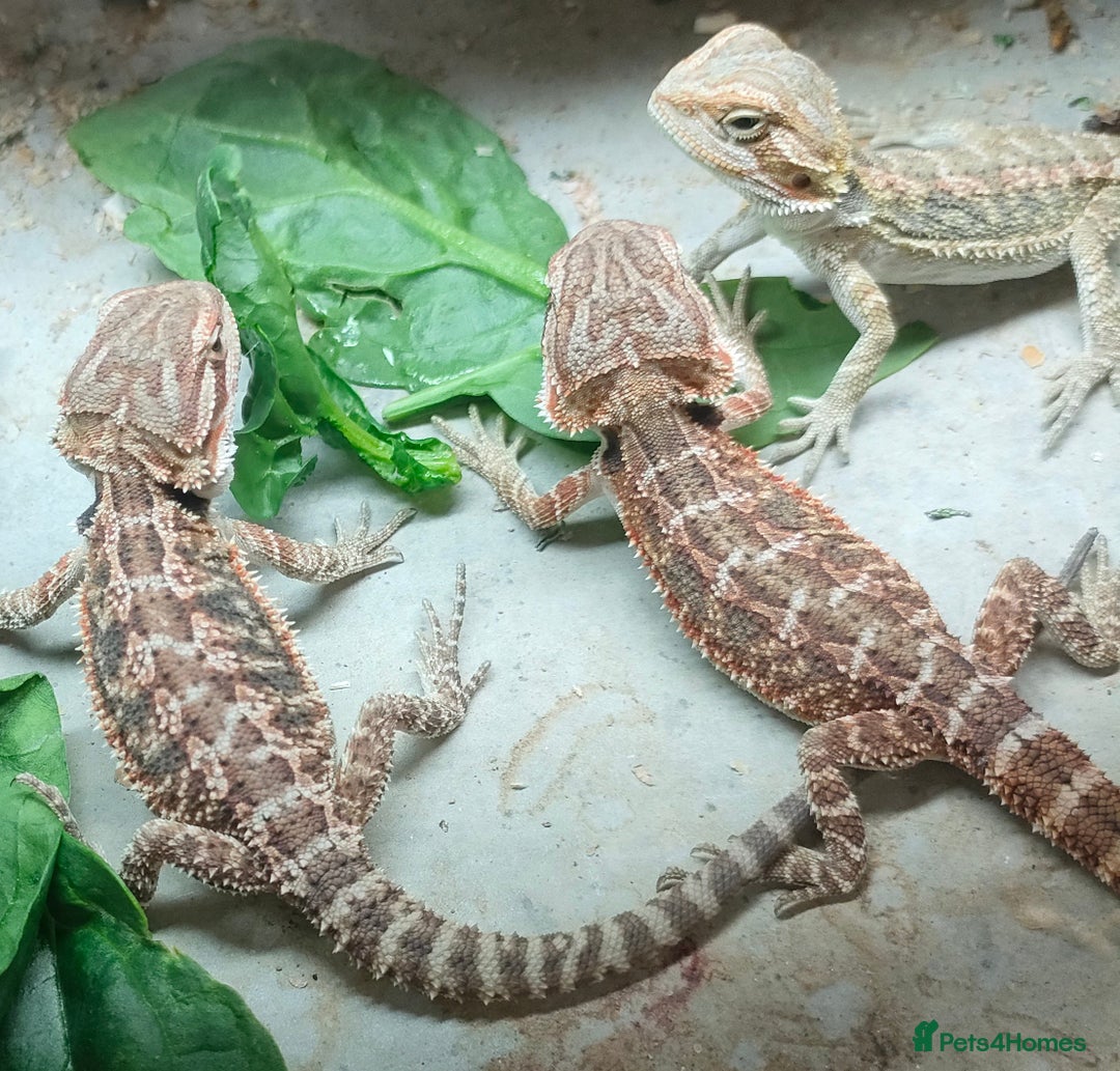Bearded Dragon reptiles for sale: Baby bearded dragons for sale - Image 1