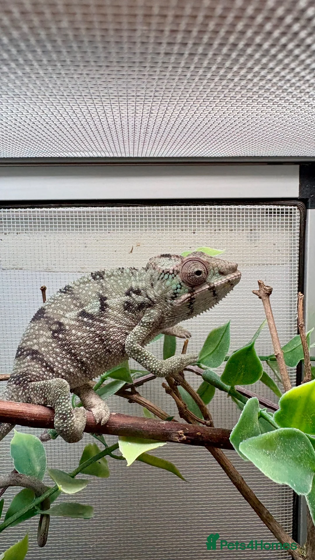 Chameleon reptiles for sale: Ambilobe panther chameleons  - Advert 1