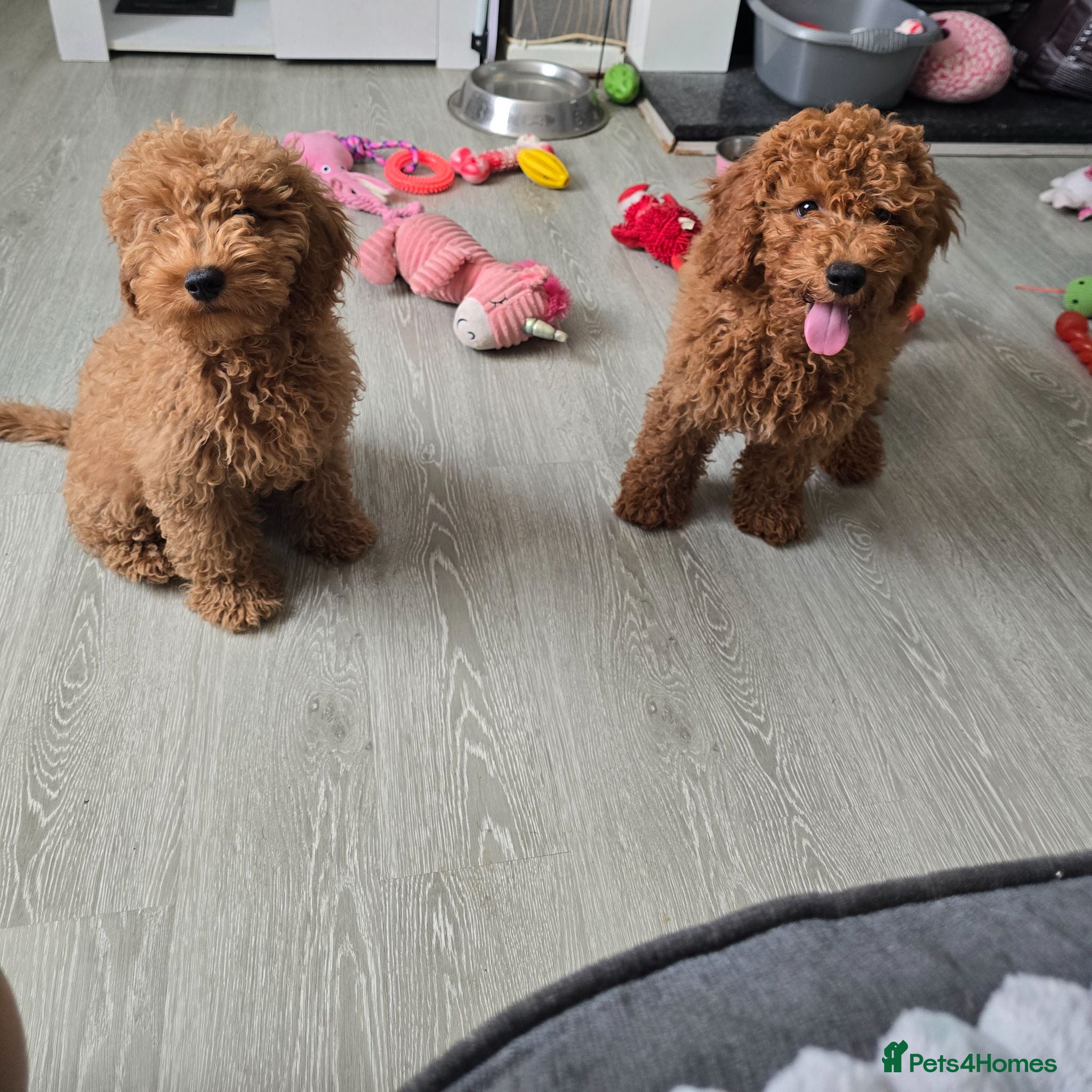 Cavapoo dogs BOYS ONLY cavapoo pups ready to leave  - Advert 1