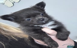 Chihuahua dogs for sale: Long coat Chihuahua puppies - Image 10