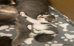 Mixed Breed cats for sale: Gorgeous Maine coon X blue kittens - Image 13