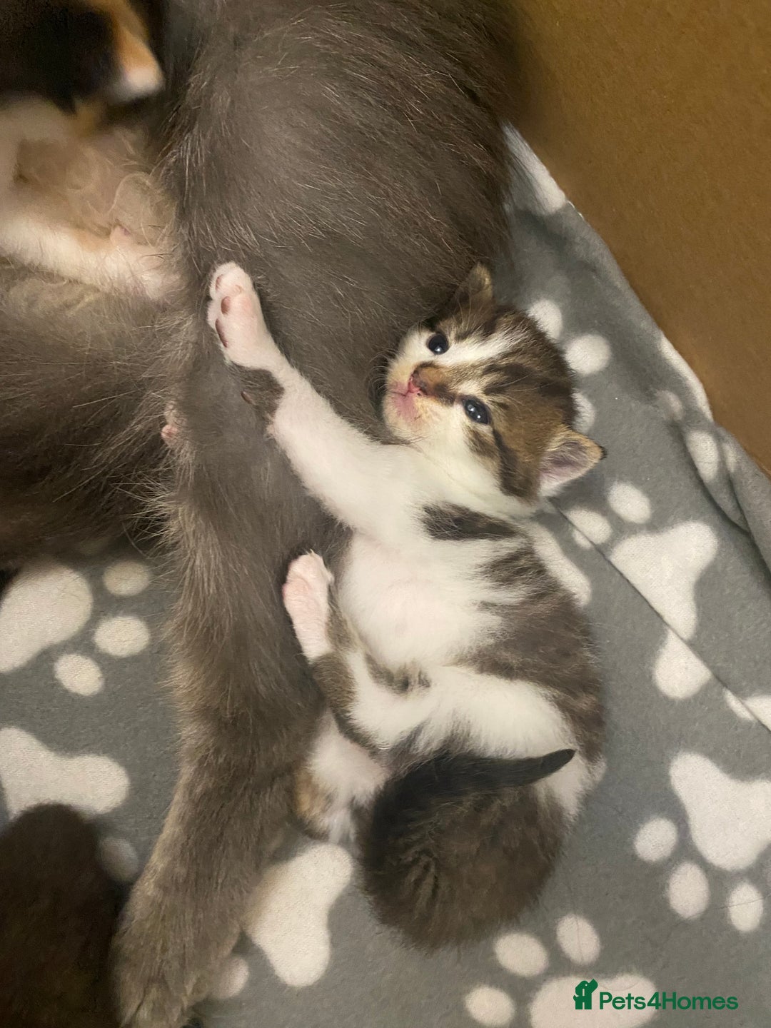 Mixed Breed cats for sale: Gorgeous Maine coon X blue kittens - Image 13