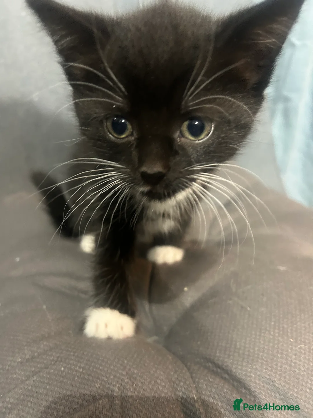 Mixed Breed cats for sale: 4 beautiful, confident kittens for sale in Milton Keynes - Advert 1