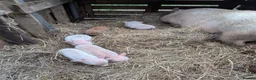 Pig livestock for sale: Julianna Micro 't-cup' piglets  - Advert 3