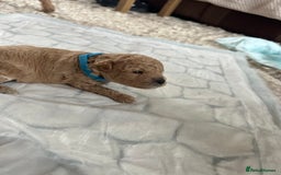 Cavapoochon dogs for sale: Beautiful cavapoochon puppies - Image 2