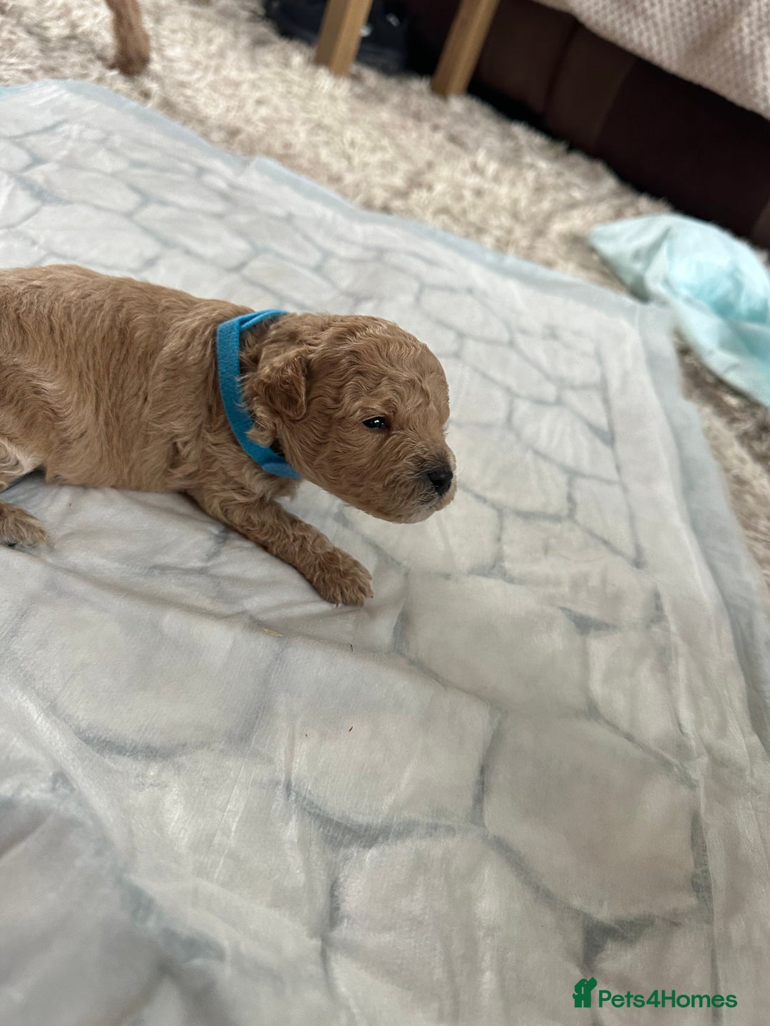 Cavapoochon dogs for sale: Beautiful cavapoochon puppies - Image 2