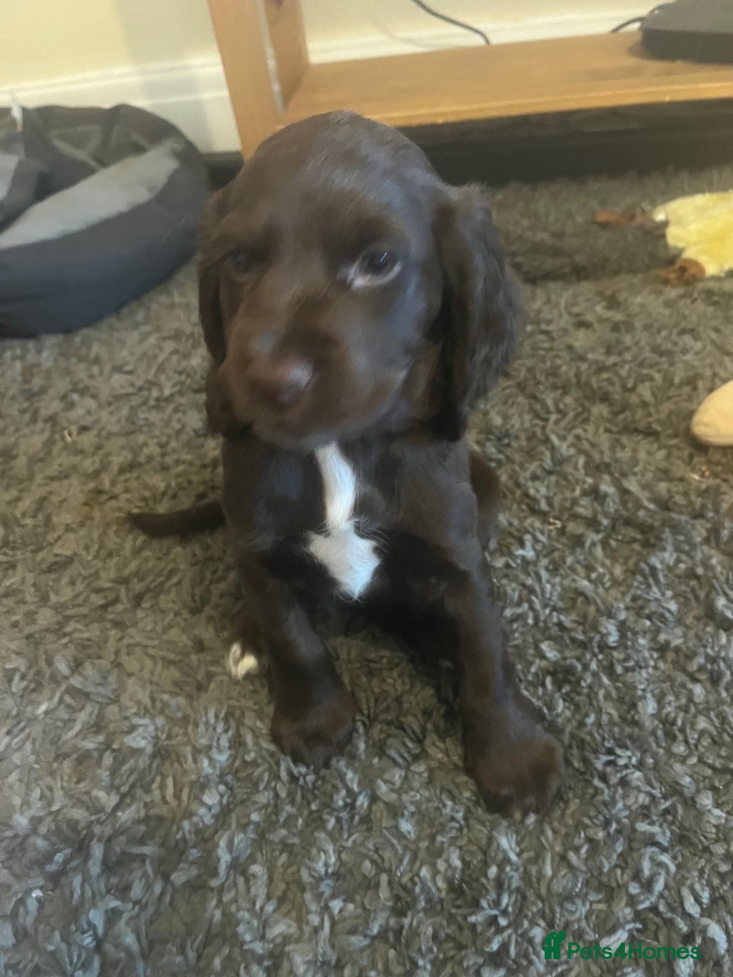 Cocker Spaniel dogs Working Cocker spaniel puppies - Advert 11