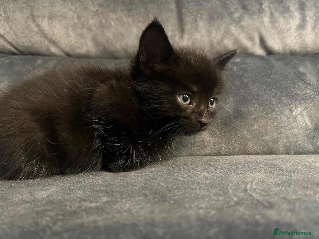 Turkish Angora cats for sale: Kittens ❤️ - Image 5
