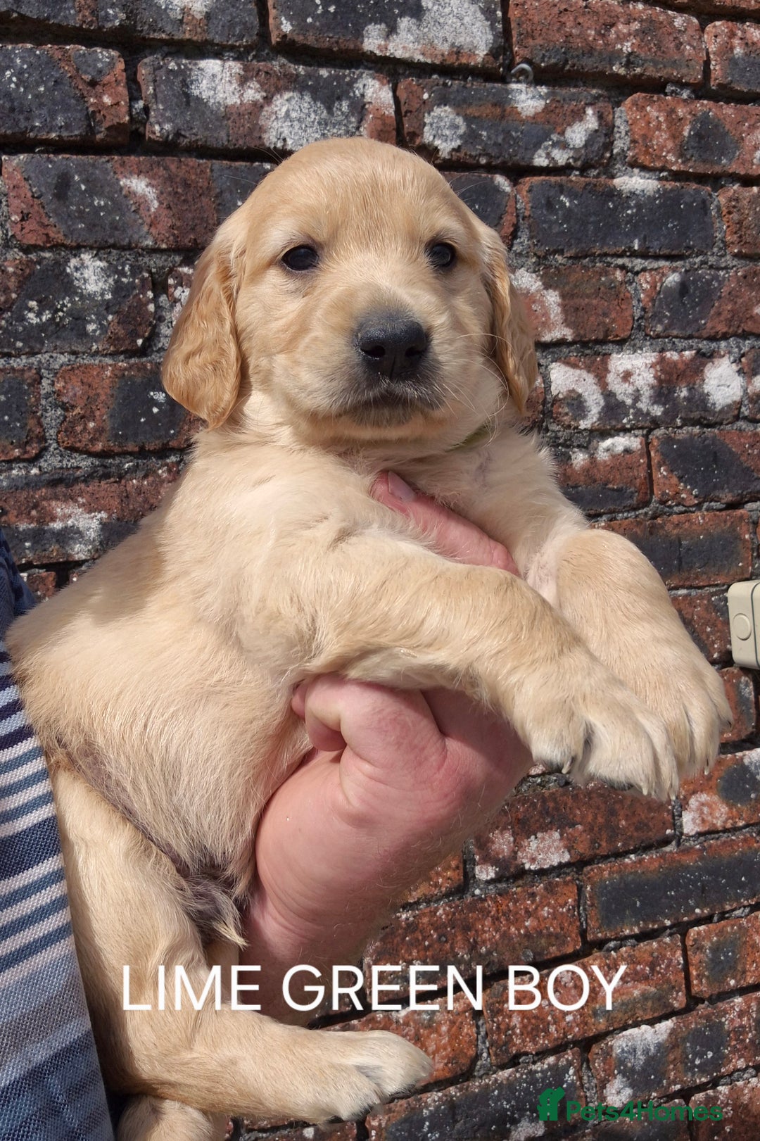 Golden Retriever dogs for sale: KC GOLDEN RETRIEVER PUPPIES HEALTH TESTED PARENTS  - Image 13