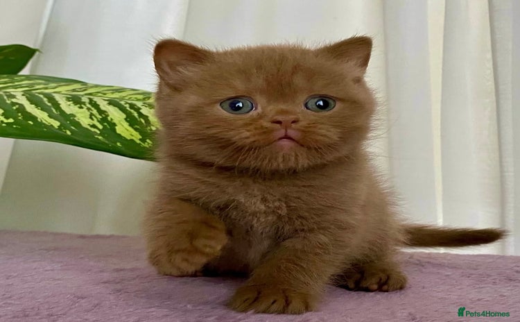 British Shorthair cats - Advert 9
