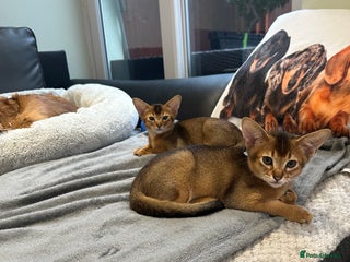 Abyssinian cats Pedigree Abyssinian kittens - Advert 2