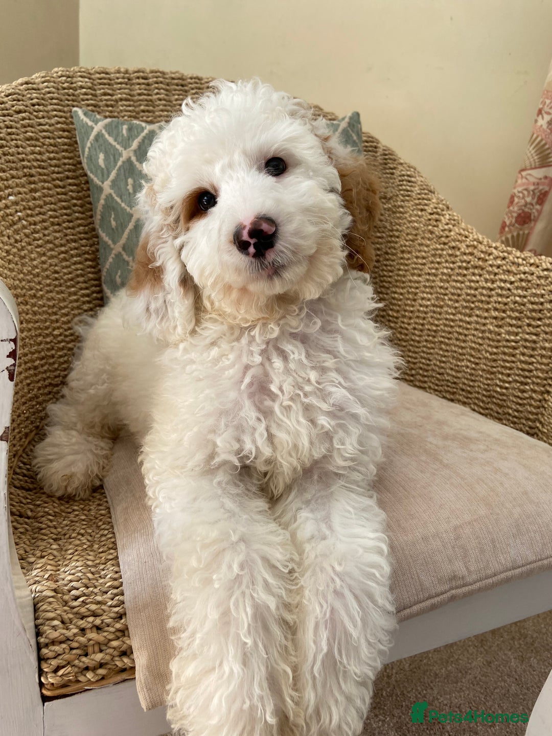 Double Doodle dogs for sale: Gorgeous Australian Double Doodle Pups - Image 1