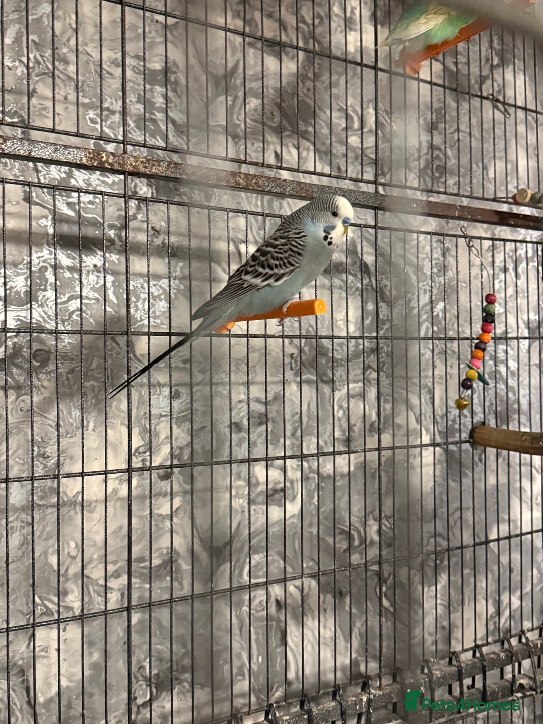 Budgerigars birds for sale: Budgies for sale ,canvey island £20 each. - Advert 8