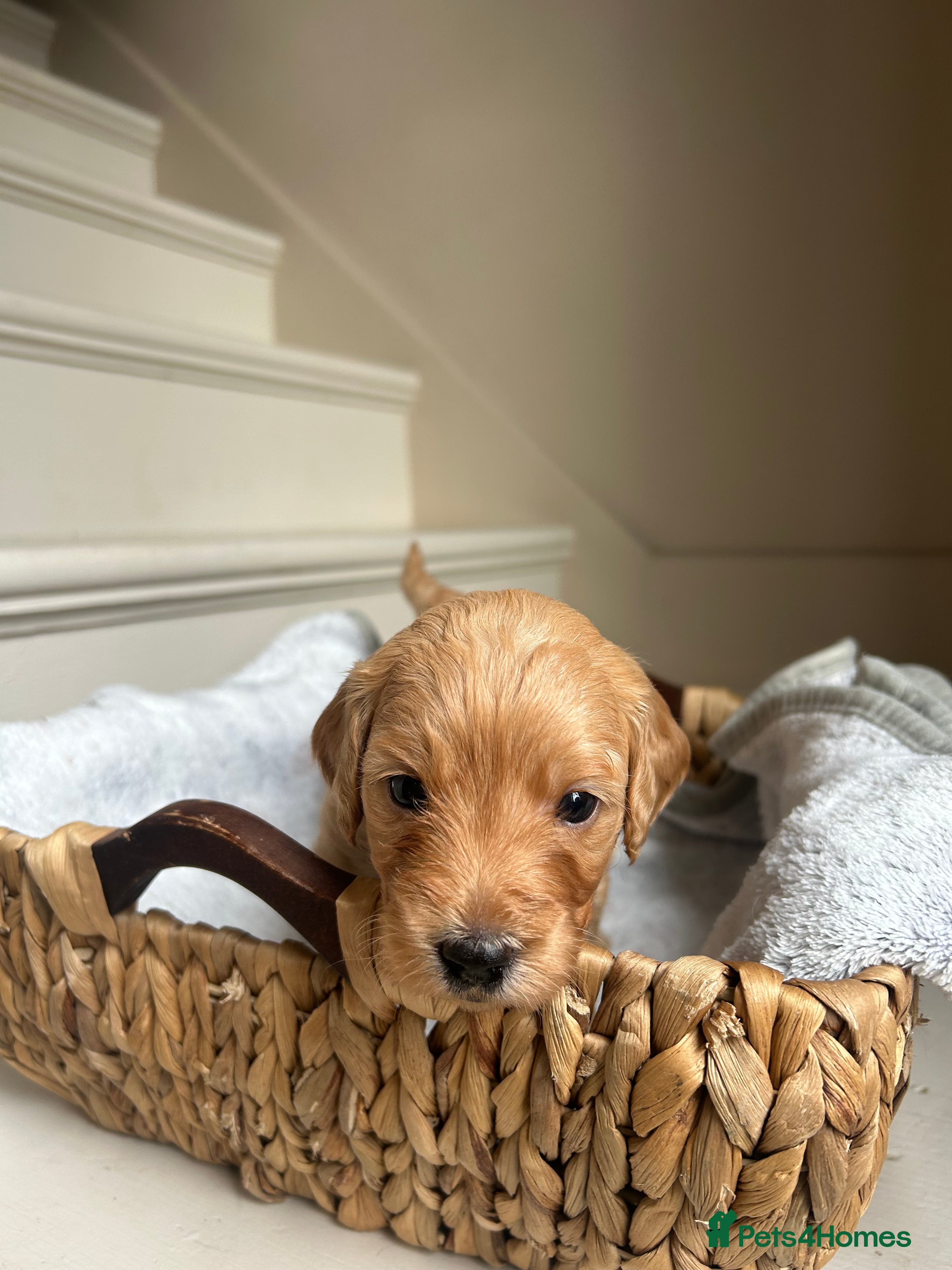 Mini Goldendoodle dogs F1 Mini Goldendoodle Puppies- Home Raised - Advert 2
