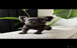 French Bulldog dogs for sale: 🚨 REDUCED to £1000 if taken this weekend🚨 - Image 7