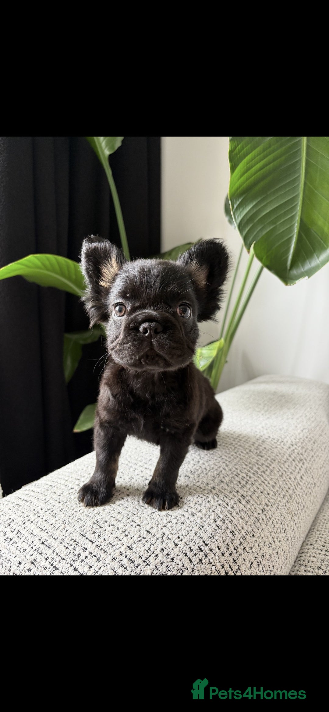French Bulldog dogs for sale: 🚨 REDUCED to £1000 if taken this weekend🚨 - Image 7
