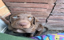 Mixed Breed dogs for sale: Vizlador x Weimaraner puppies - Image 8