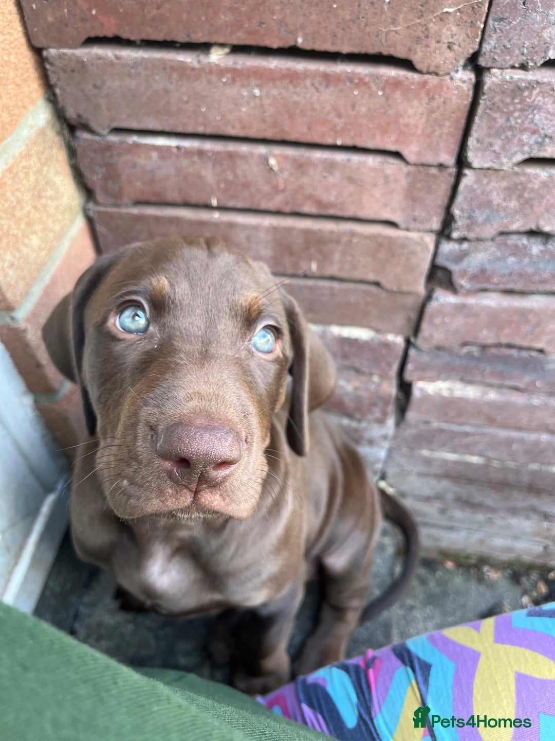 Mixed Breed dogs for sale: Vizlador x Weimaraner puppies - Image 8