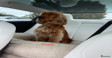 Cocker Spaniel dogs - Advert 2