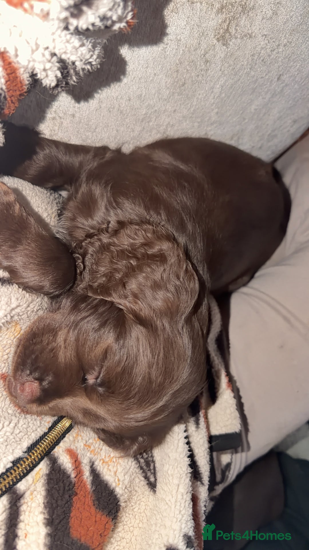 Sprocker dogs for sale: Beautiful little girl left🥰 - Advert 3