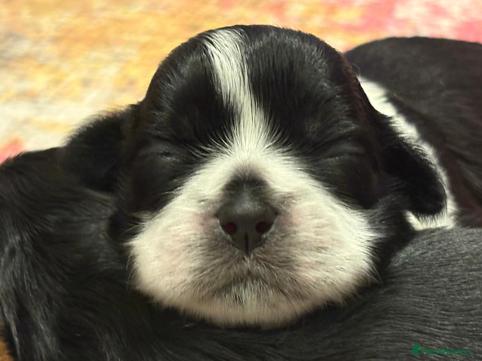 Shih Tzu dogs for sale: Shih Tzu Puppies From Small Imperial-Type Mum - Advert 14