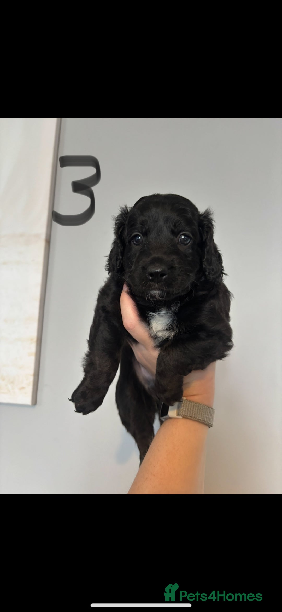 Cockapoo dogs for sale: 6 Cockapoo F1B *5 weeks old* - Image 4
