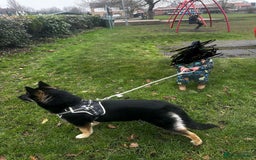 Shepsky dogs for sale: 1 year old German shepherd x husky cross - Image 4