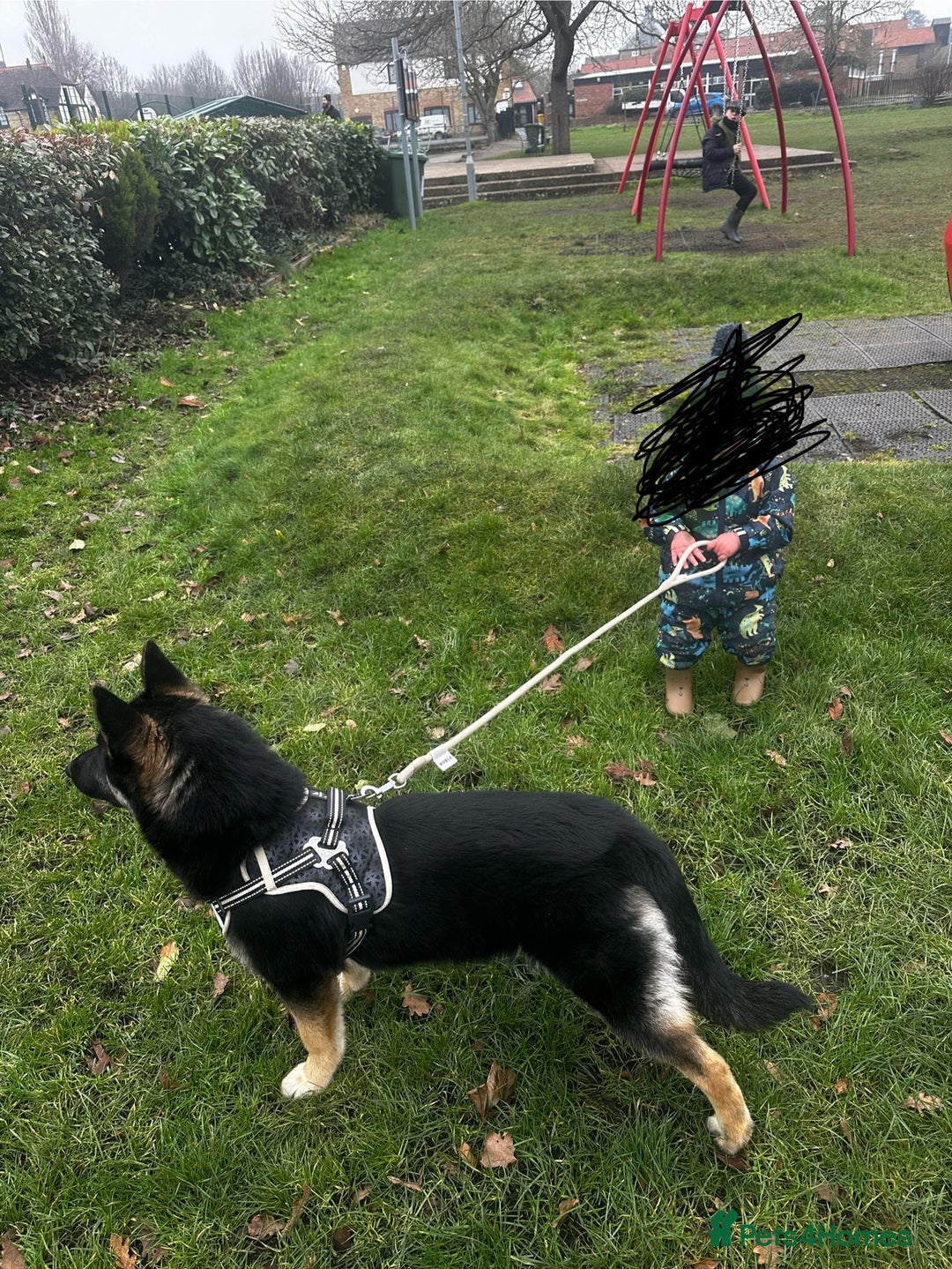 Shepsky dogs for sale: 1 year old German shepherd x husky cross - Image 4