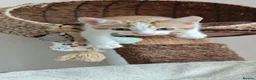 Mixed Breed cats for sale: Ginger and black/white semi-longhair kitten - Advert 7