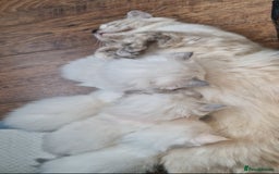 Ragdoll cats for sale: Beautiful Ragdoll Kitten  - Image 19