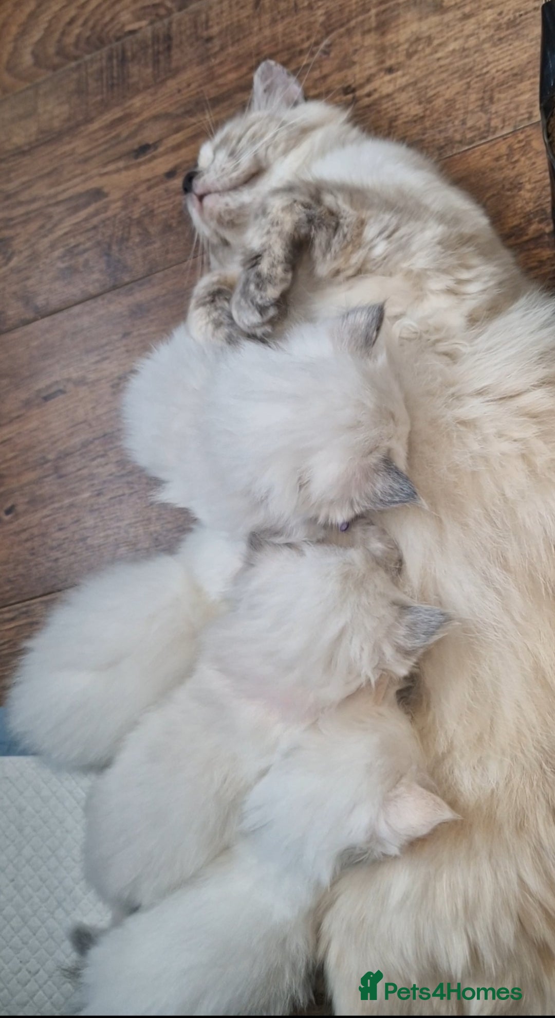 Ragdoll cats for sale: Beautiful Ragdoll Kitten  - Image 19
