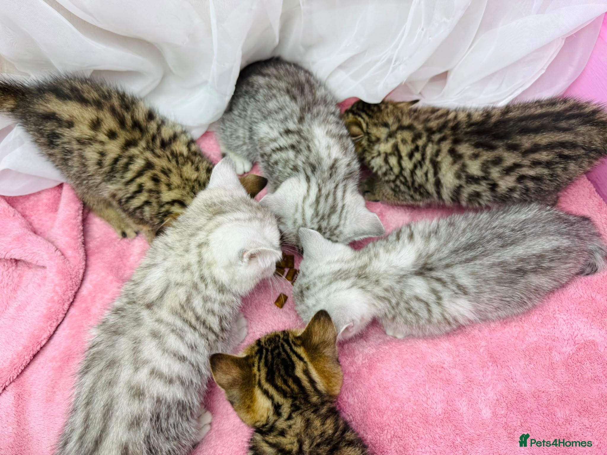 British Shorthair cats GCCF Registered British Shorthair Tabby Kittens - Advert 2
