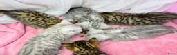 British Shorthair cats for sale: GCCF Registered British Shorthair Tabby Kittens in Gillingham - Advert 2