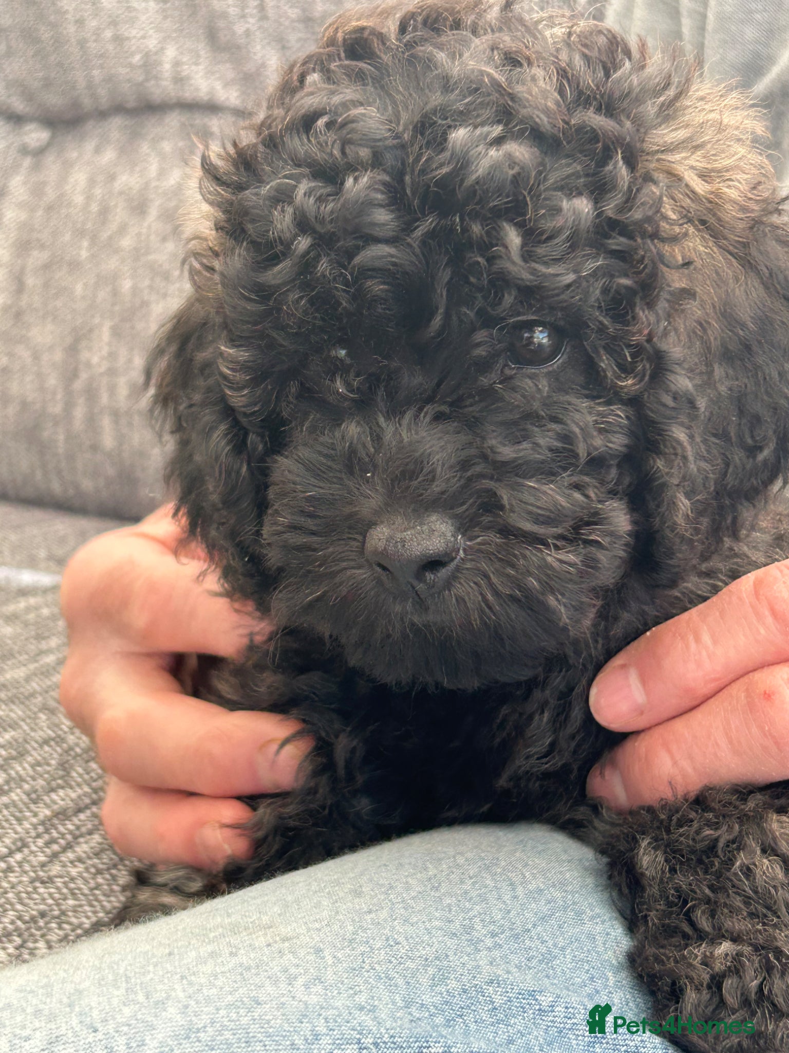 Mini Goldendoodle dogs Beautiful Male F1b Goldendoodle  - Advert 6