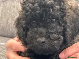 Mini Goldendoodle dogs Beautiful Male F1b Goldendoodle - Advert 6