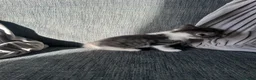 Mixed Breed cats for sale: 5 beautiful black tie/ ragdoll kittens for sale  - Advert 29