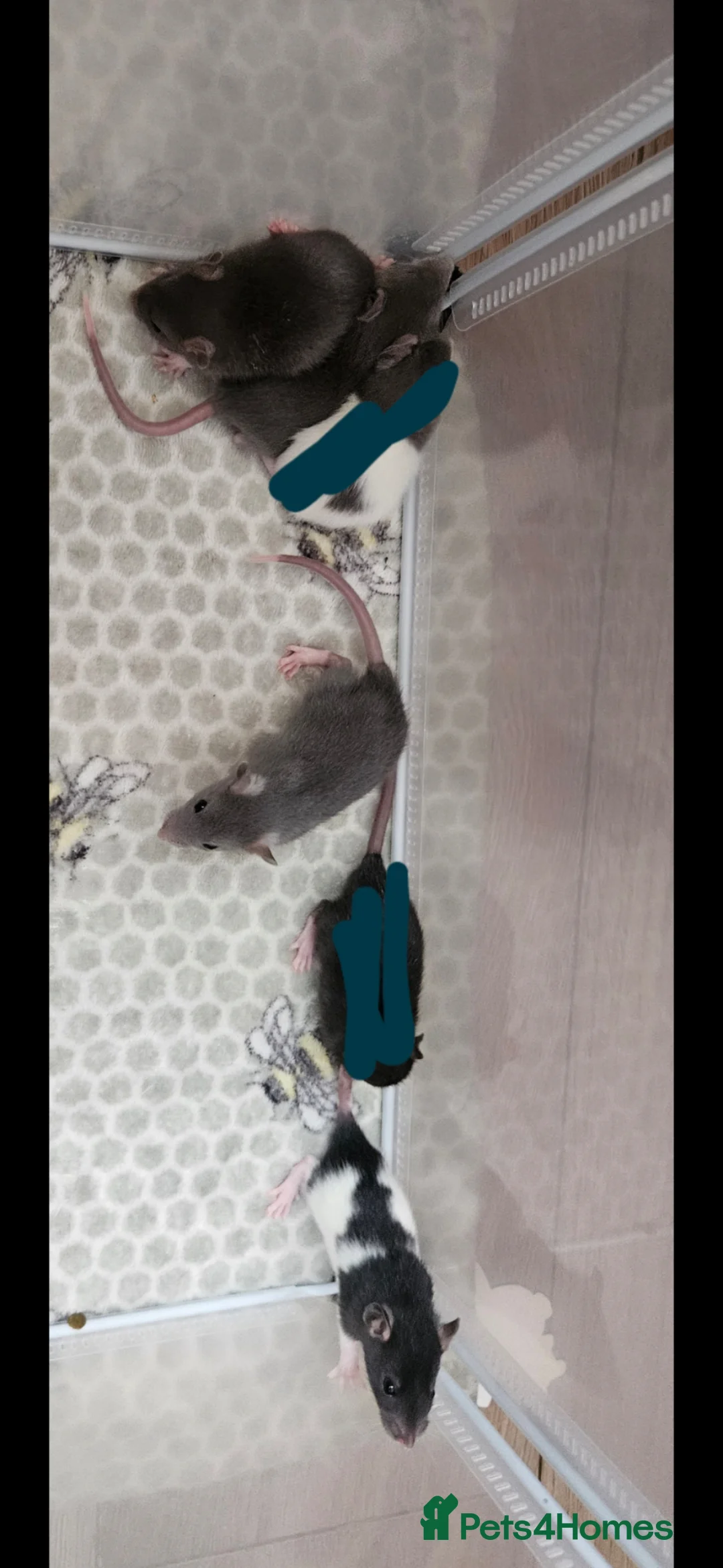 Rat rodents for sale: Baby rats ready 29/06/26 - Advert 2