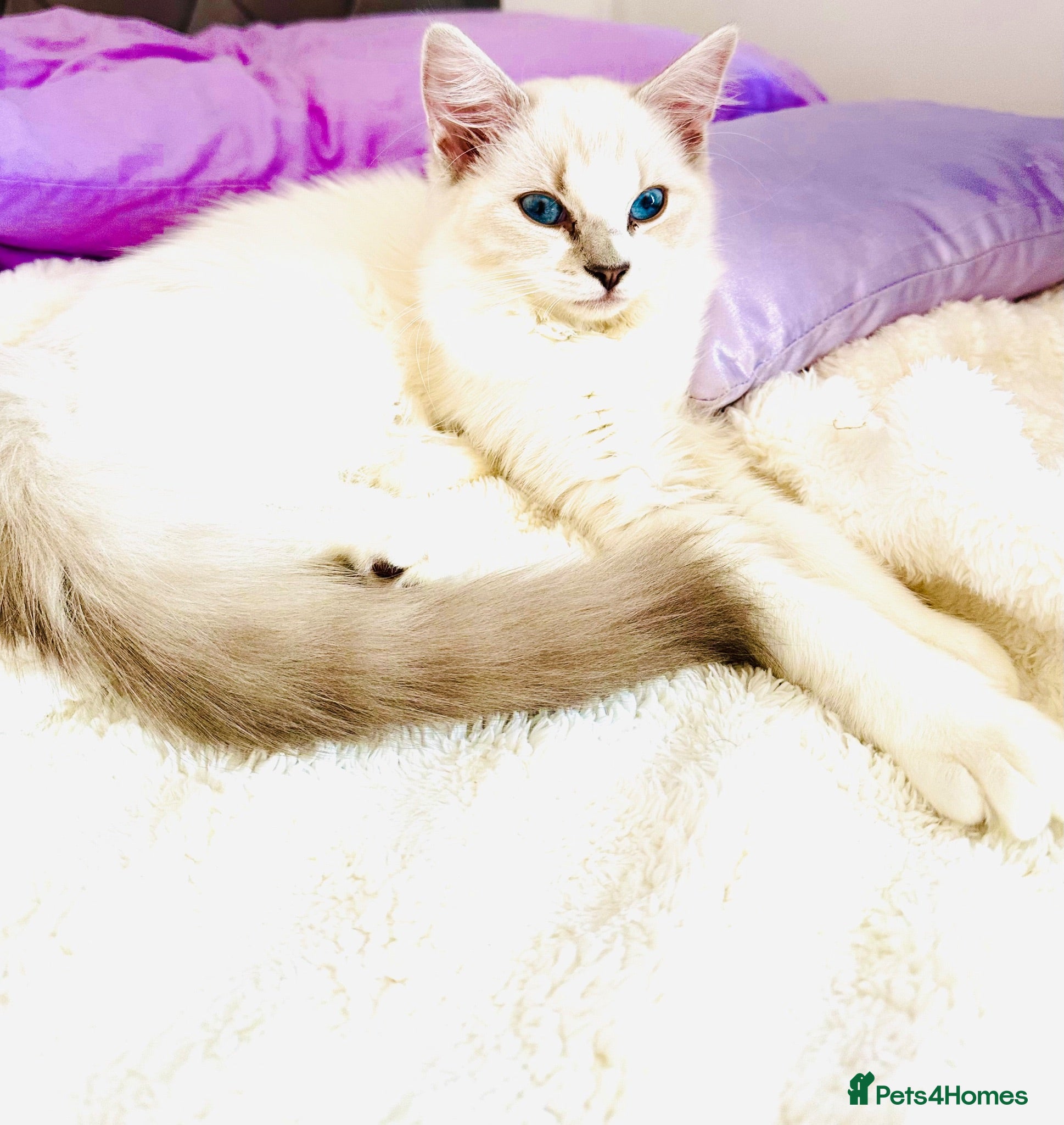 Ragdoll cats GCCF Ragdoll female  - Advert 2
