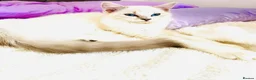 Ragdoll cats for sale: GCCF Ragdoll female  - Advert 4