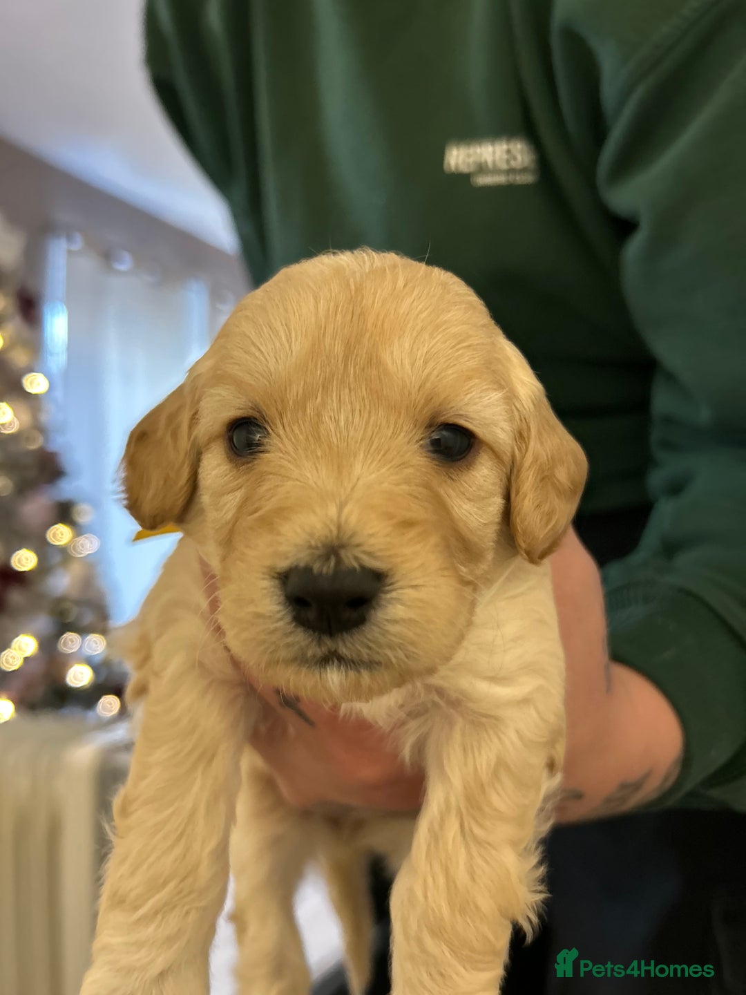 Cockapoo dogs for sale: 3 GORGEOUS COCKAPOOS💓 - Advert 4