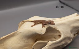 Gecko reptiles for sale: Red Phantom Lily White Crested Gecko CB25  - Image 1