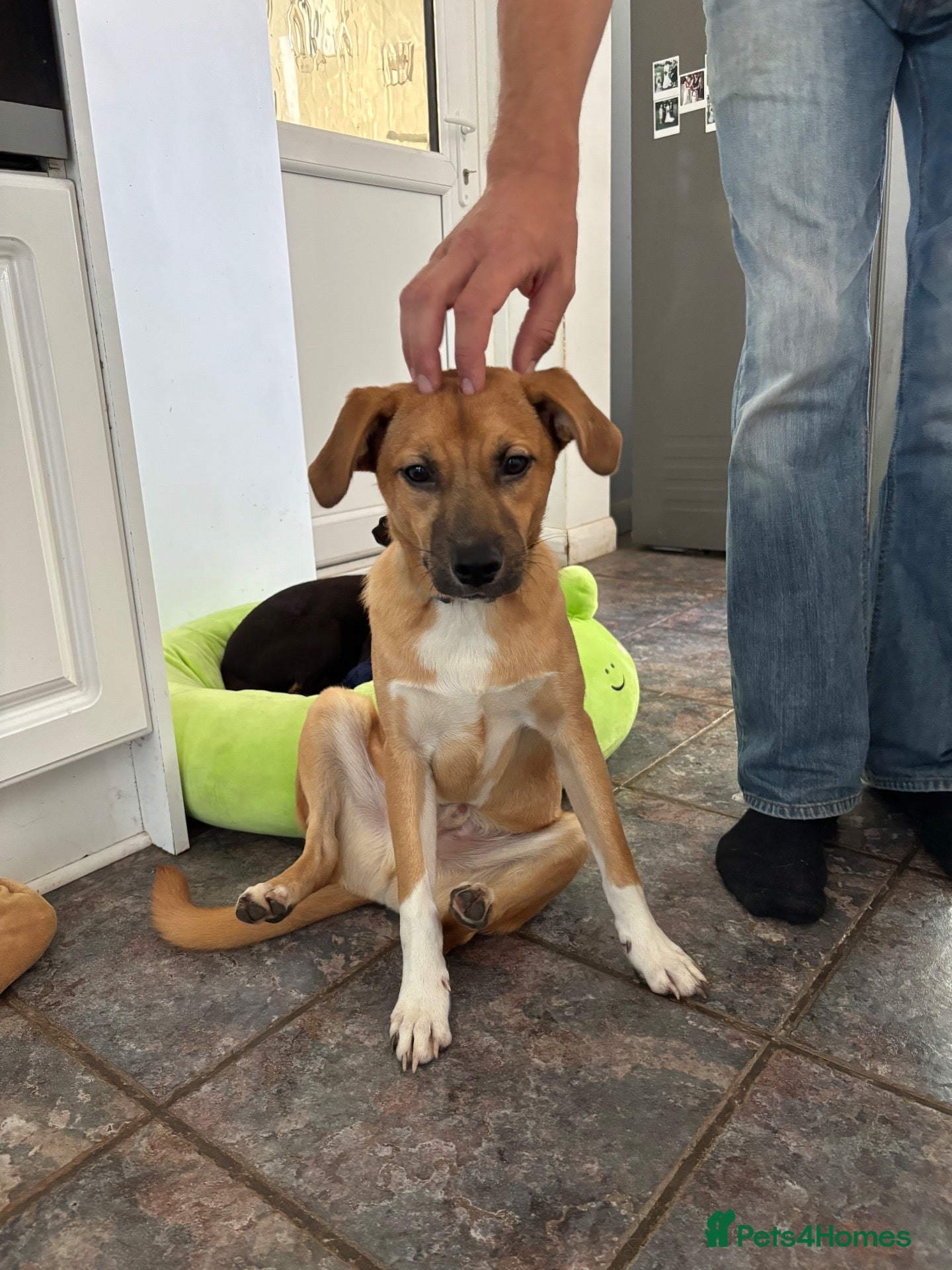 Mixed Breed dogs Georgie needs a doggy sibling 💙 - Advert 6