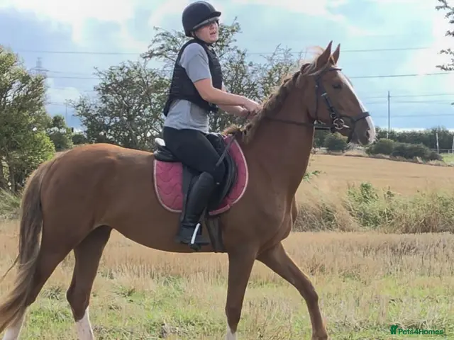 KWPN horses 3yr Kwpn mare. - Advert 1