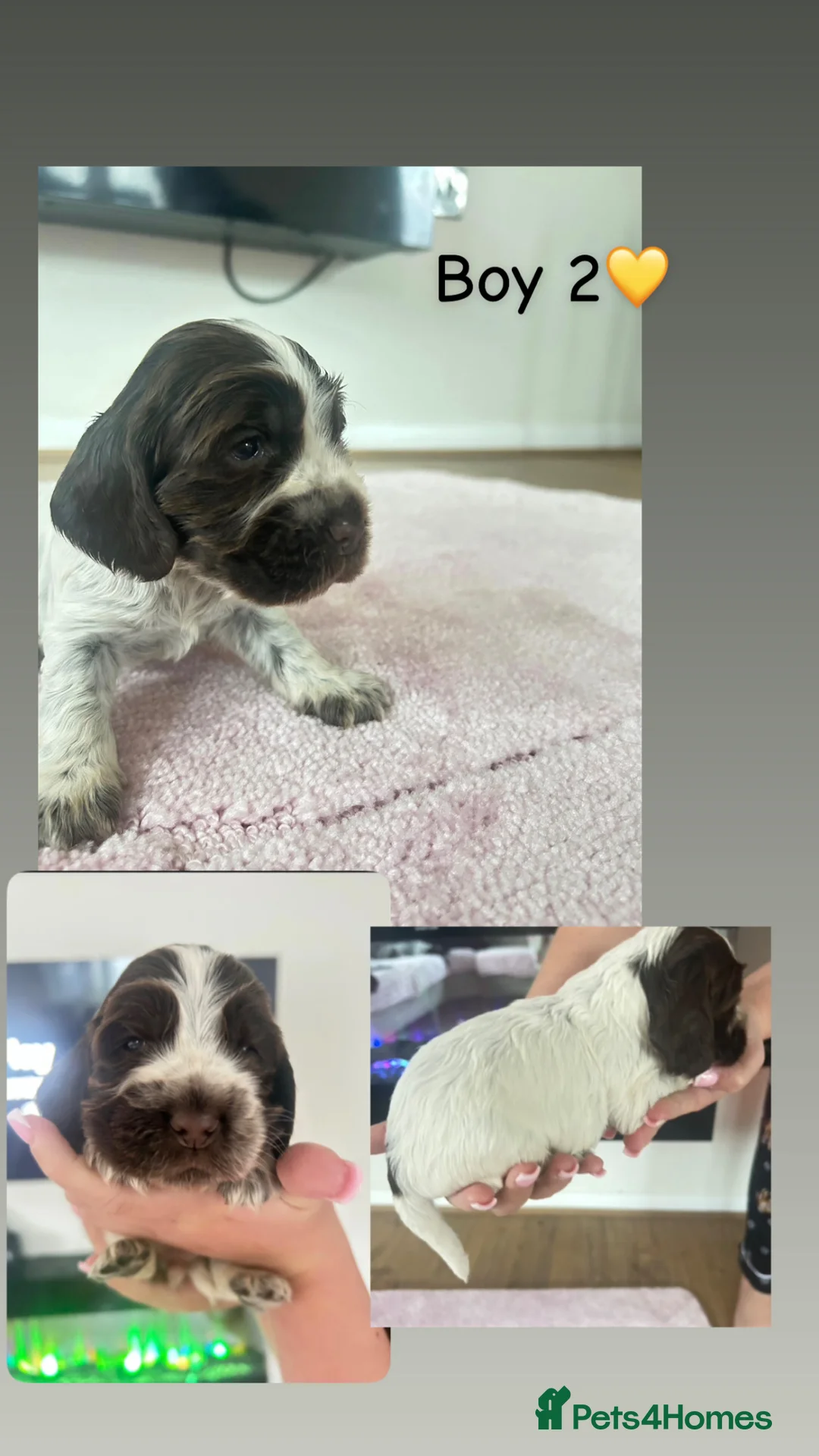 Cocker Spaniel dogs for sale: Stunning litter  in Sevenoaks - Advert 9