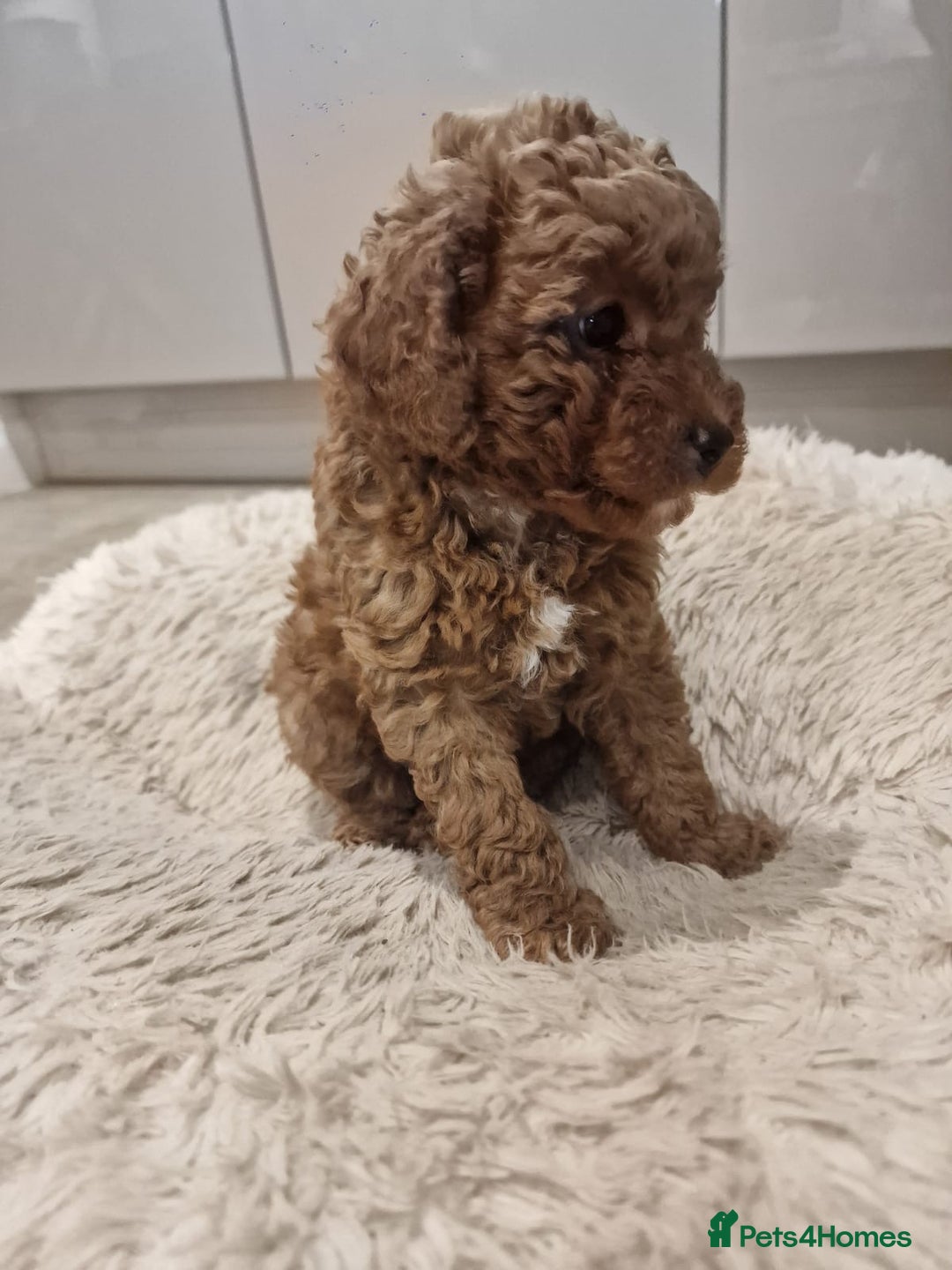 Cockapoo dogs for sale: 3 Gorgeous Apricot Cockapoo Puppies  - Advert 5