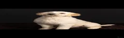 Goldendoodle dogs for stud: Goldendoodle stud Freddie - Advert 4